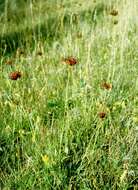 Image of Dianthus cruentus Griseb.