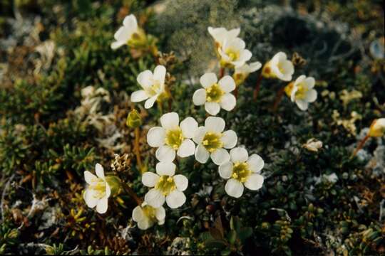 Image of diapensia