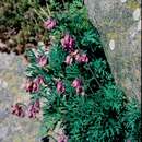 Image of Pacific bleeding heart