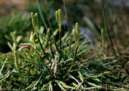 Image of <i>Diphasiastrum complanatum</i>