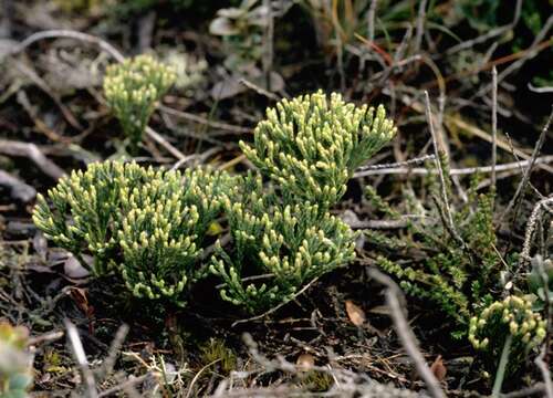 Image of Alpine Clubmosses