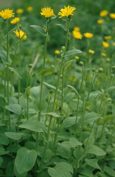 Image of false leopardbane