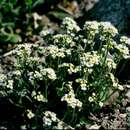 Image of Draba ussuriensis Pohle