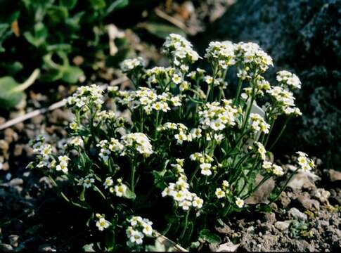 Image of Draba ussuriensis Pohle