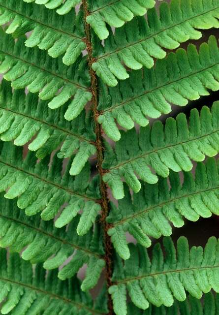 Image of Dryopteris caucasica (A. Br.) Fraser-Jenkins & Corley