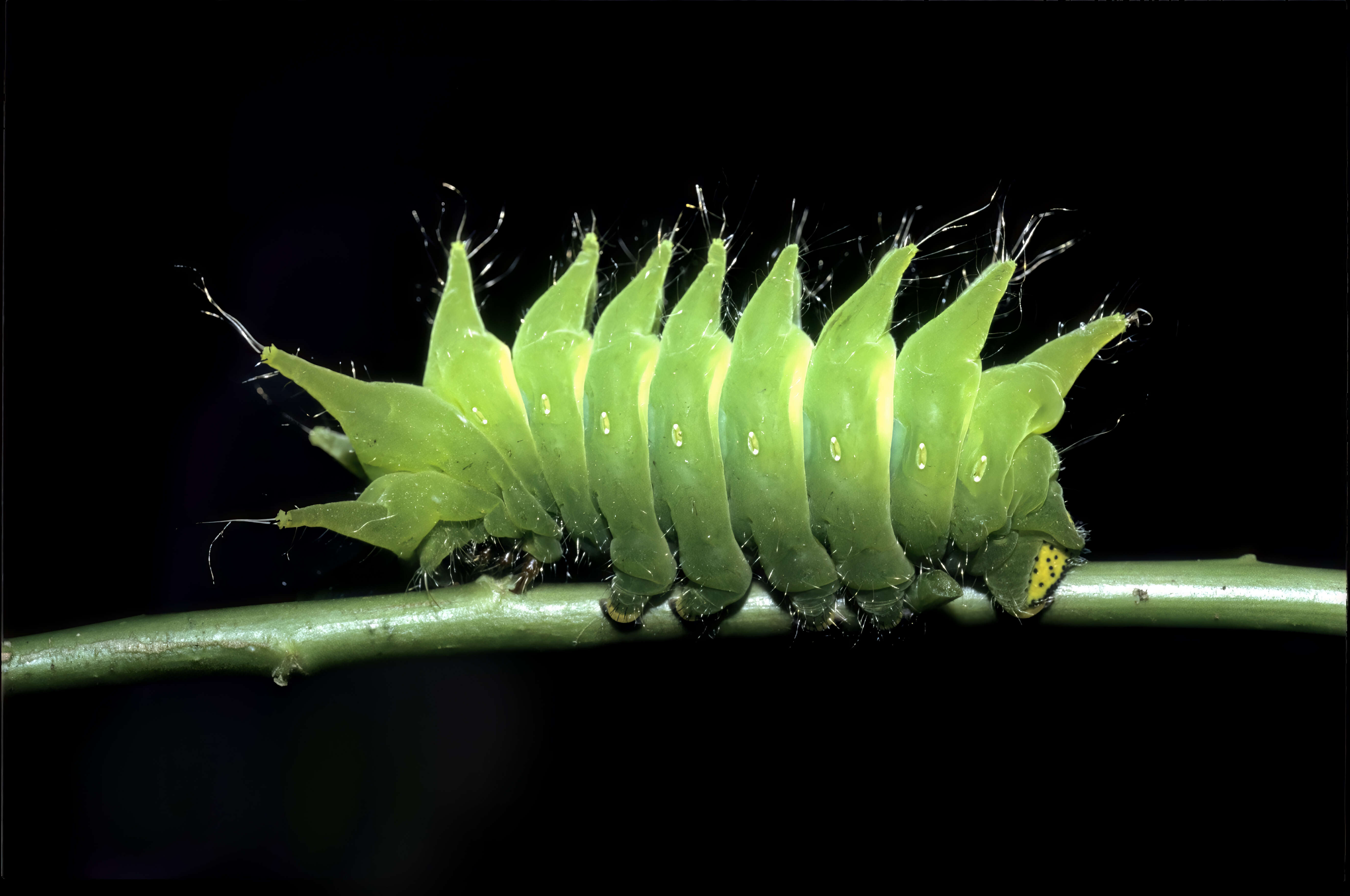 Image of African Luna moth