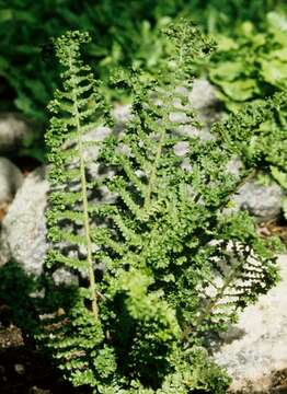 Image of Dryopteris borreri (Newm.) Oberholzer & Tavel