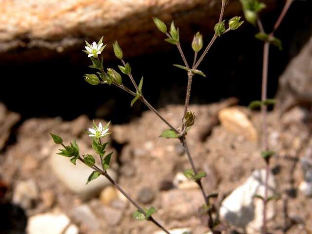 صورة Arenaria