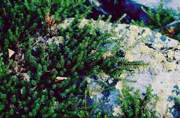 Image of Mountain Crowberry