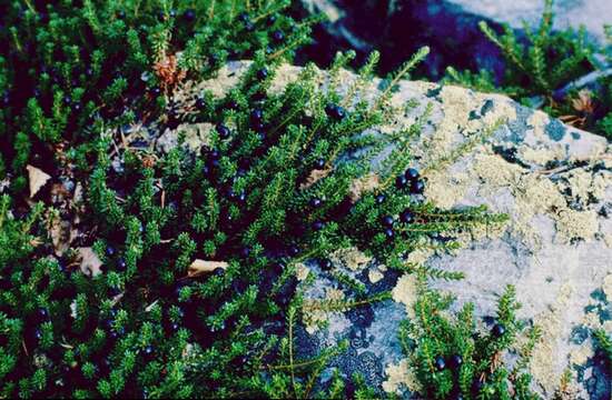 صورة Empetrum nigrum subsp. hermaphroditum (Hagerup) Böcher