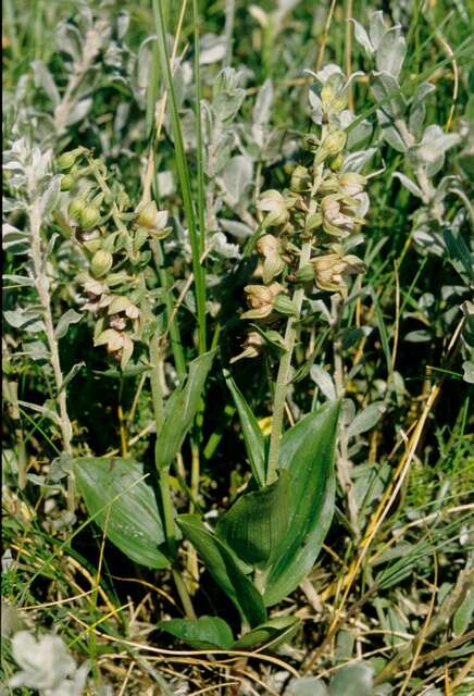 Image of Epipactis helleborine subsp. neerlandica (Verm.) Buttler