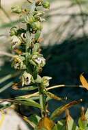 Image of Epipactis helleborine subsp. neerlandica (Verm.) Buttler