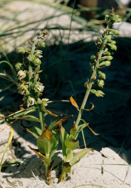 Image of Epipactis helleborine subsp. neerlandica (Verm.) Buttler