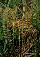Image of horsetail
