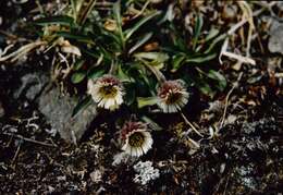 Image of arctic alpine fleabane