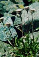 Image of arctic alpine fleabane