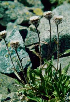 Image of arctic alpine fleabane