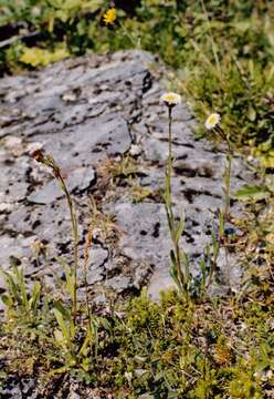 Image of Erigeron uniflorus subsp. uniflorus