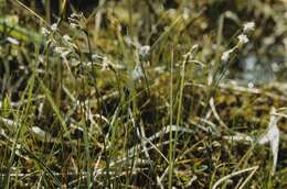 Eriophorum resmi