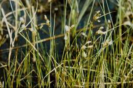 Eriophorum resmi