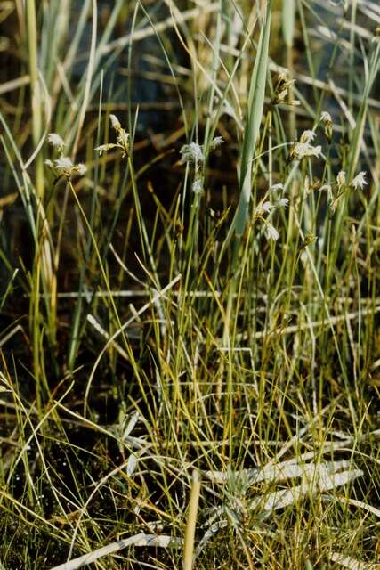 Image of cottongrass