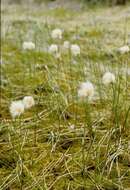 Image of Chamisso's Cotton-Grass