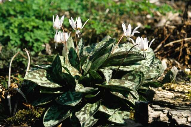 Image of Fawn lily