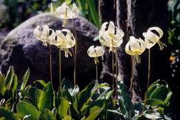 Image of Fawn lily