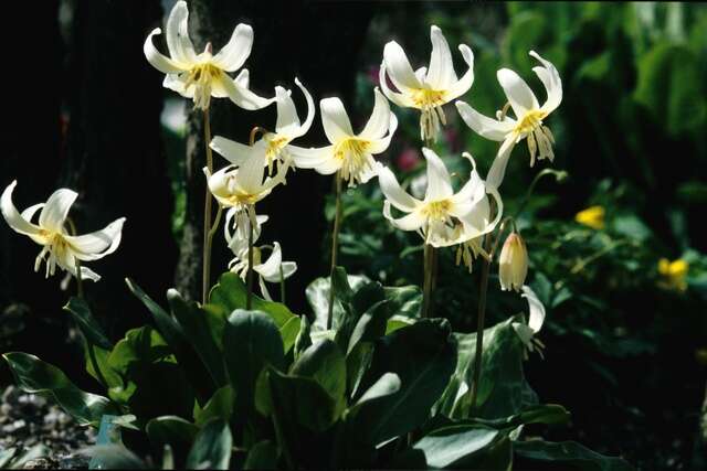 Image of Fawn lily