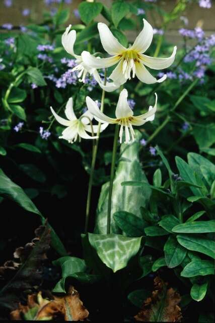 Image of Fawn lily