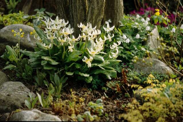 Image of Fawn lily