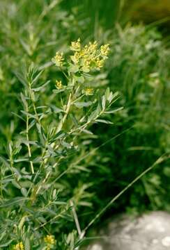 Image of Marsh Spurge