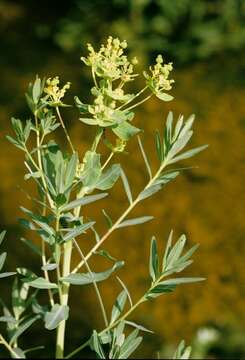 Image of Marsh Spurge