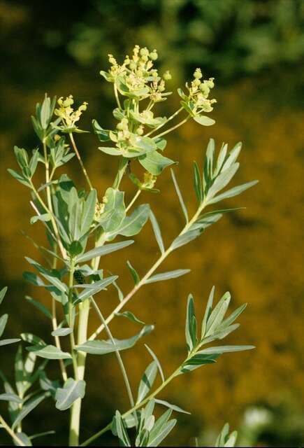 Image of Marsh Spurge