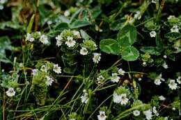 Imagem de Euphrasia dunensis Wiinst.