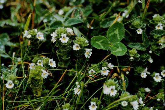 Imagem de Euphrasia dunensis Wiinst.