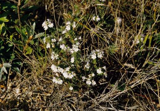 Imagem de Euphrasia nemorosa (Pers.) Wallr.