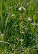 Слика од Euphrasia stricta D. Wolff ex J. F. Lehm.