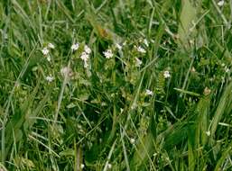 Imagem de Euphrasia stricta D. Wolff ex J. F. Lehm.