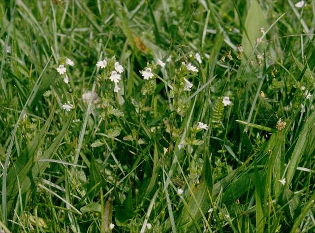 Слика од Euphrasia stricta D. Wolff ex J. F. Lehm.