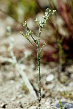 Image of slender cudweed