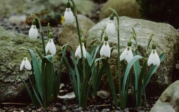 Image of Snowdrop