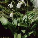 Image of Galanthus ikariae Baker