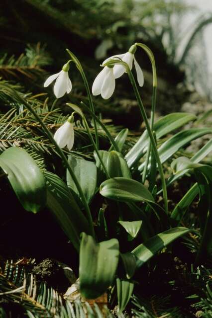 Image of Galanthus ikariae Baker