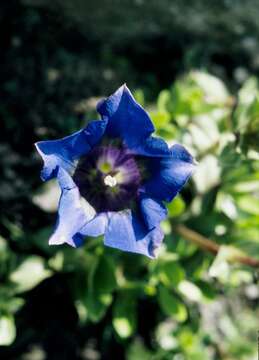 Image of gentian