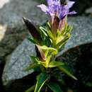 Gentiana septemfida Pall. resmi