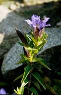 Image of crested gentian