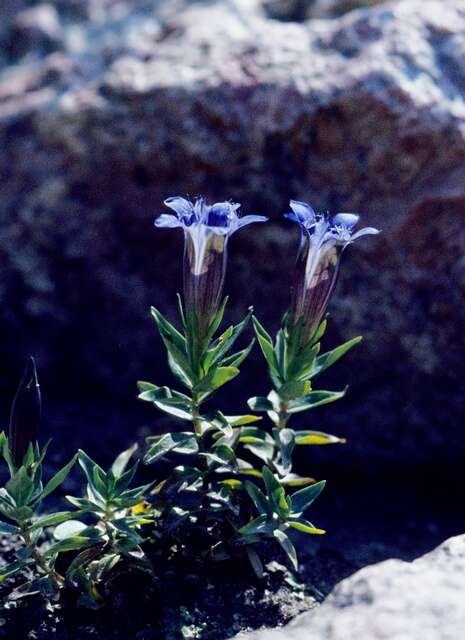 Image of crested gentian