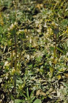 Image of golden dwarfgentian