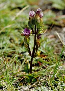 Image of dwarf gentian